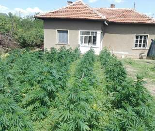 Досъдебно производство е образувано срещу 65-годишен жител на Мокреш за отглеждане на канабис